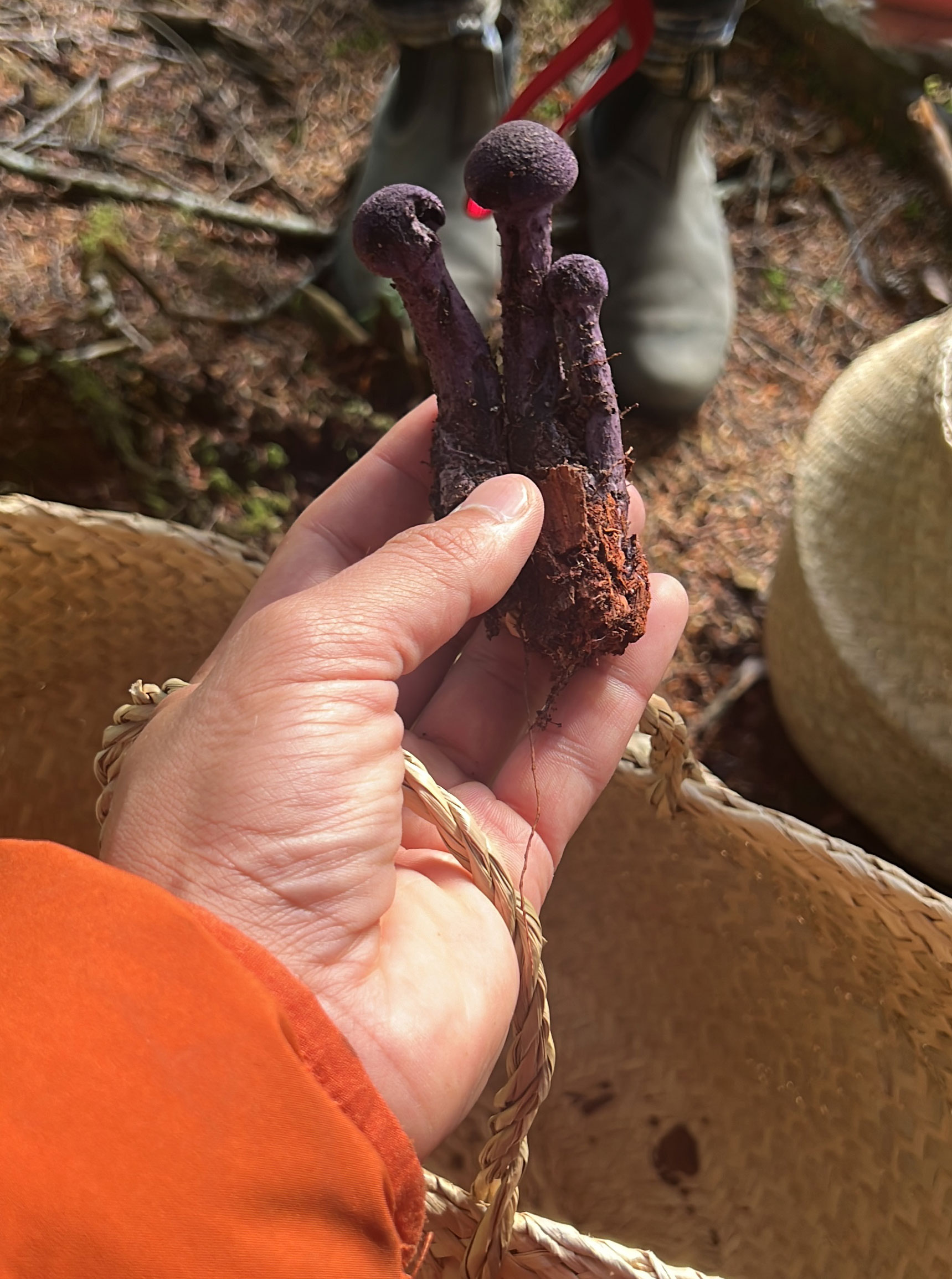 Hand holding three dark purple mushrooms above a woven basket with soil and forest floor background.