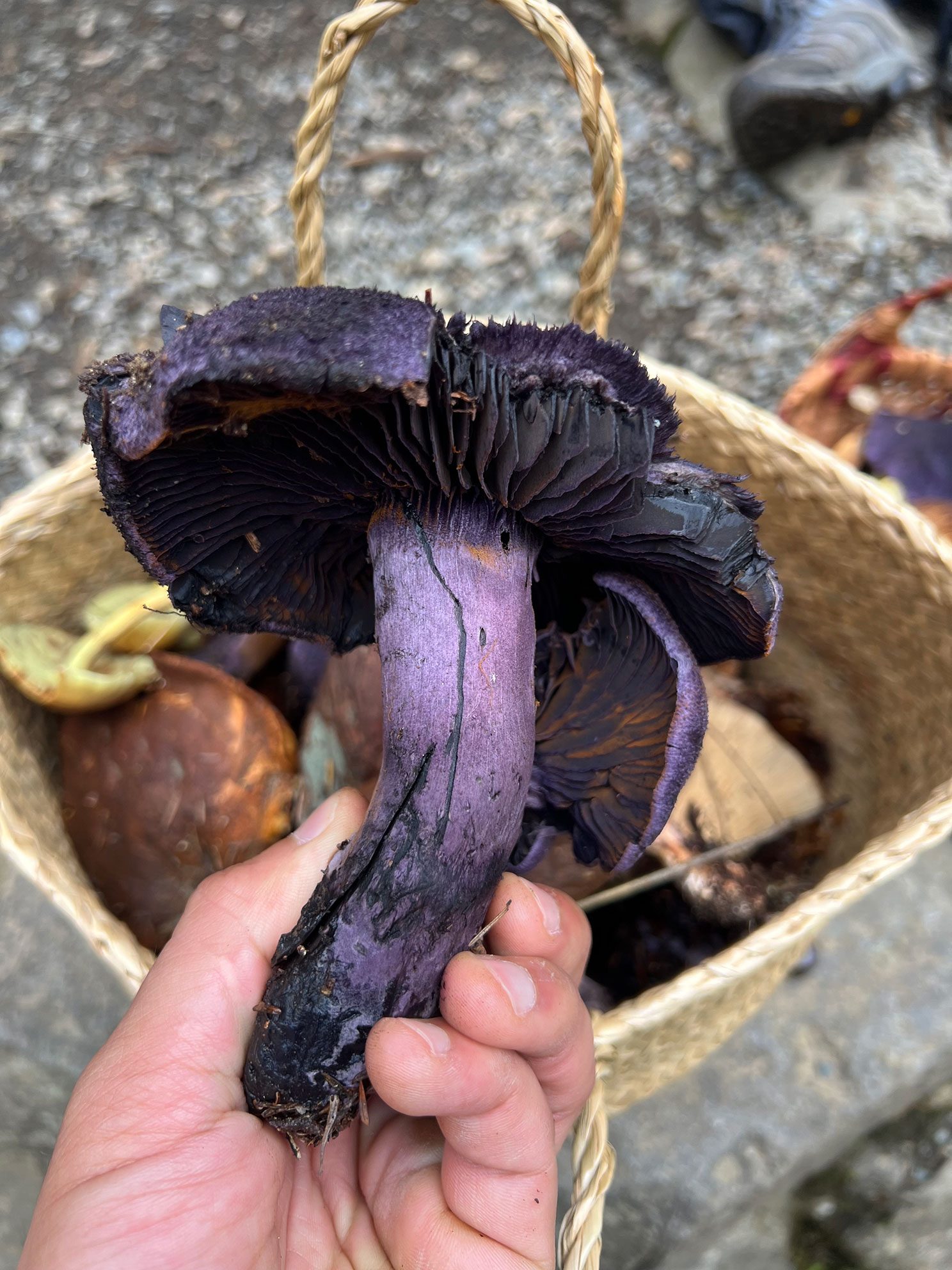Hand holding a large purple mushroom with dark gills over a basket with other mushrooms.