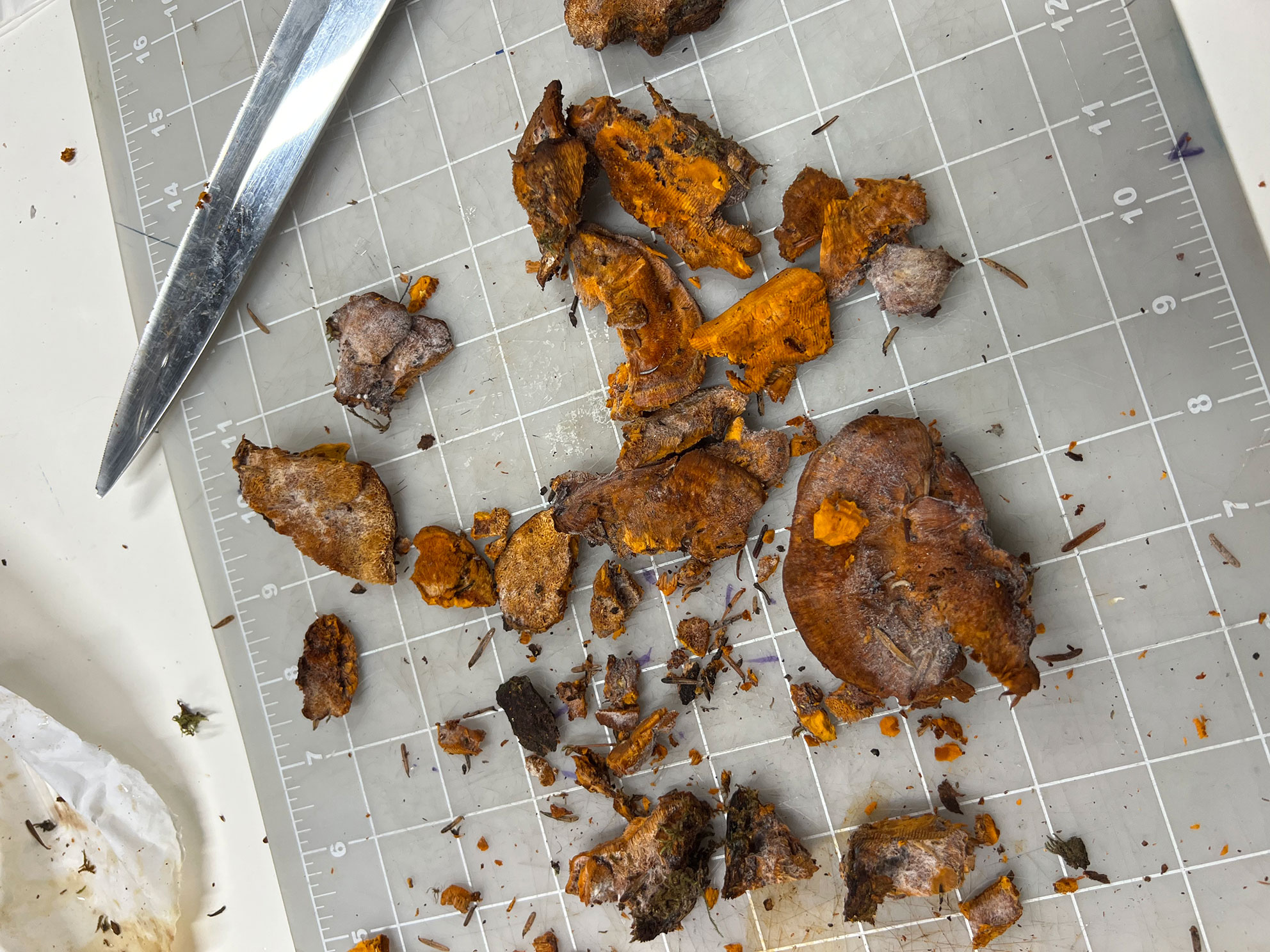 Brown and orange dried mushroom pieces on a cutting mat with a metal knife top left.