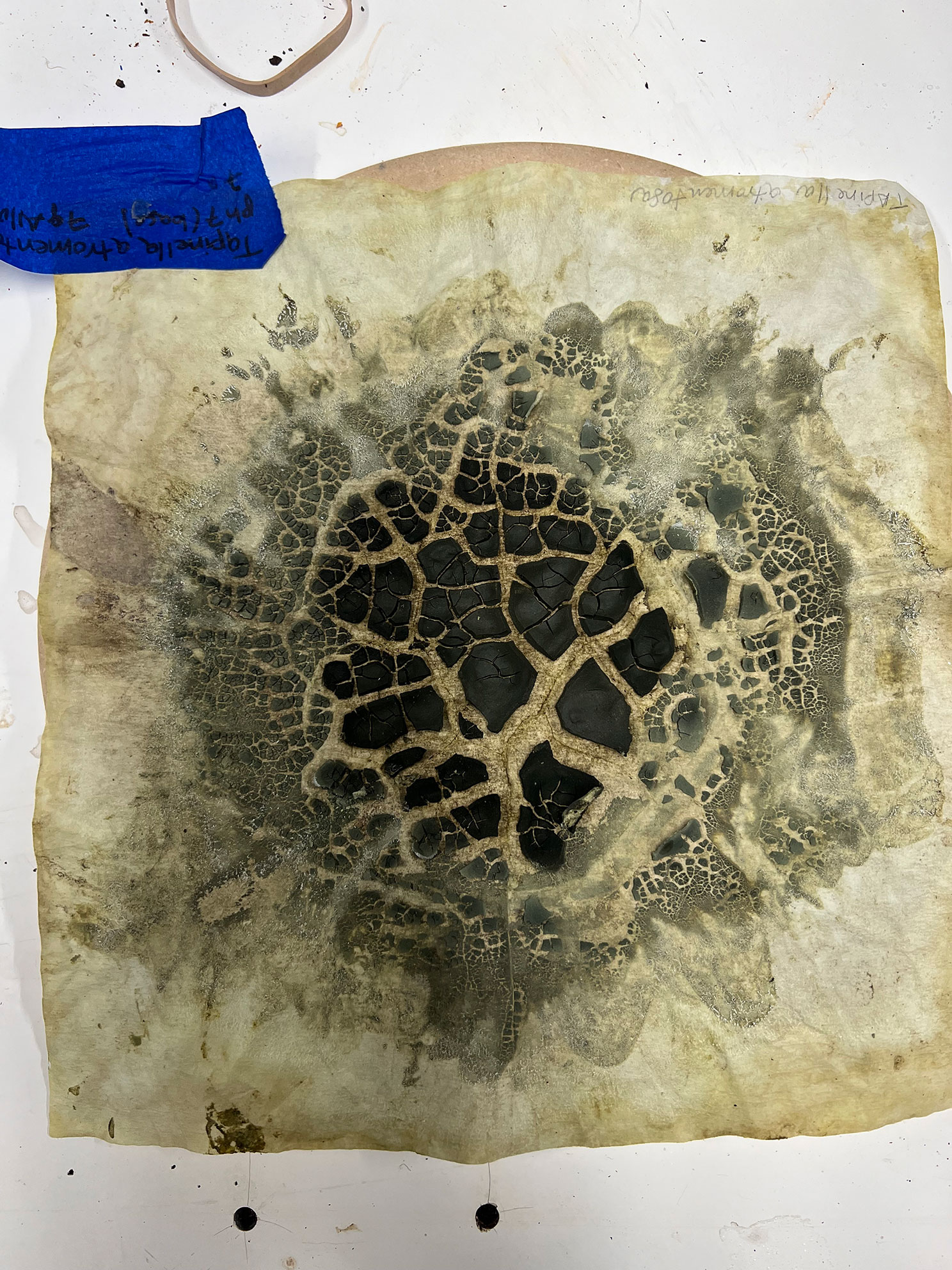 Square aged parchment with a large black cracked pattern resembling a spider web or dried earth in the center.