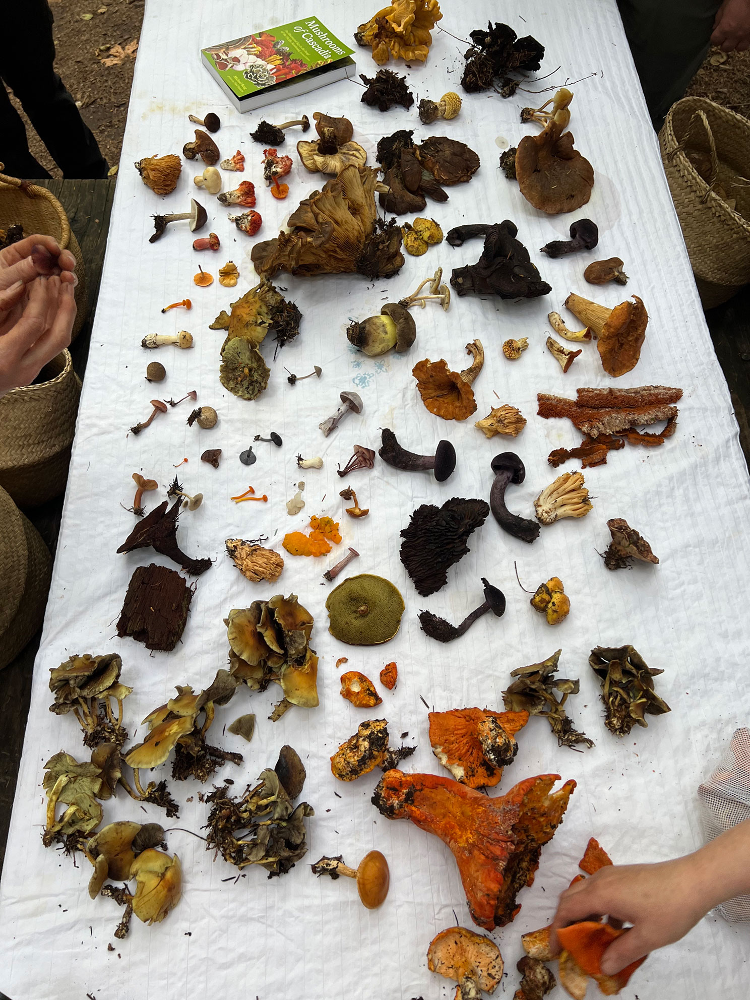 Various wild mushrooms arranged on a white cloth with a mushroom guidebook and hands nearby.
