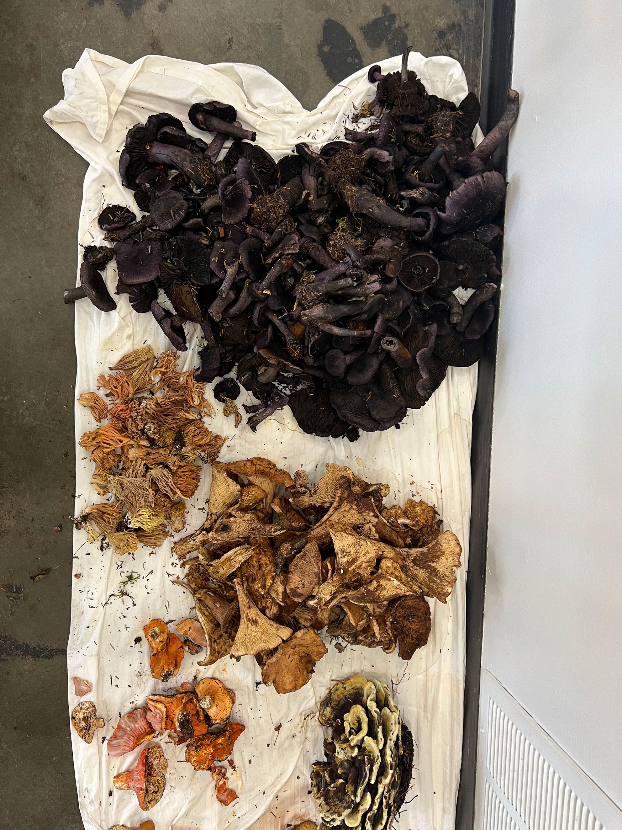 Various wild mushrooms in black, orange, tan, and cream colors spread on a cloth on the floor.